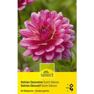 Dekorative Dahlie Dutch Silence - Dahlia - 1 Knolle