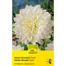 Dekorative Dahlie Fleurel - Dahlia - 1 Knolle