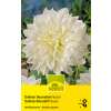 Dekorative Dahlie Fleurel - Dahlia - 1 Knolle