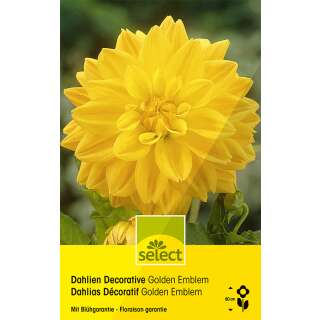 Dekorative Dahlie Golden Emblem - Dahlia - 1 Knolle