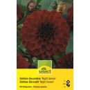 Dekorative Dahlie Night Queen - Dahlia - 1 Knolle