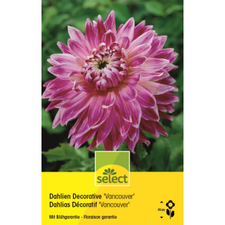 Dekorative Dahlie Vancouver - Dahlia - 1 Knolle