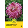 Dekorative Dahlie Vancouver - Dahlia - 1 Knolle