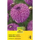 Ball-Dahlie Salvation - Dahlia - 1 Knolle