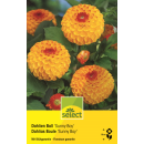 Ball-Dahlie Sunny Boy - Dahlia - 1 Knolle