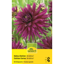 Kaktus-Dahlie Ambition - Dahlia - 1 Knolle