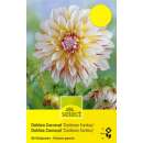 Kaktus-Dahlie Caribean Fantasy - Dahlia - 1 Knolle