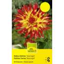 Kaktus-Dahlie Vuurvogel - Dahlia - 1 Knolle