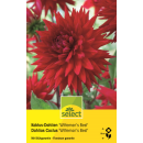 Kaktus-Dahlie Wittemans Best - Dahlia - 1 Knolle