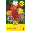 Kaktus-Dahlie Mischung - Dahlia - 5 Knollen