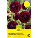 Pompon-Dahlie Downham Royal - Dahlia - 1 Knolle