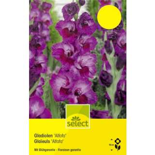 Gladiolen Alfafa - Gladiolus - 10 Knollen