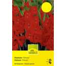 Gladiolen Chinon - Gladiolus - 10 Knollen