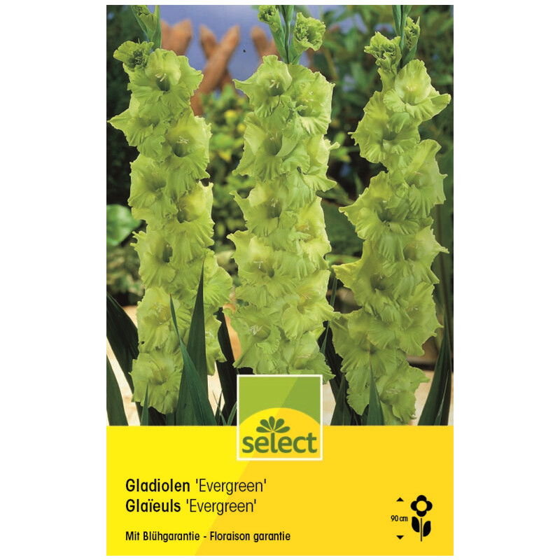 Gladiolen Evergreen - Gladiolus - 10 Knollen