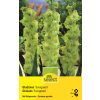 Gladiolen Evergreen - Gladiolus - 10 Knollen