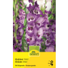 Gladiolen Vista - Gladiolus - 10 Knollen