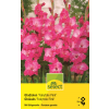 Gladiolen Fairytale Pink - Gladiolus - 10 Knollen