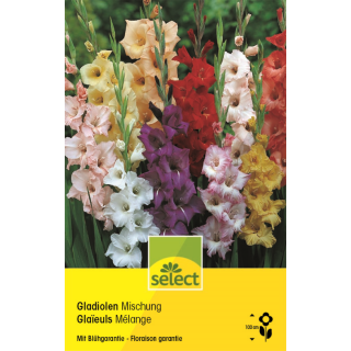 Gladiolen Mischung - Gladiolus - 10 Knollen