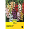 Gladiolen Mischung - Gladiolus - 10 Knollen