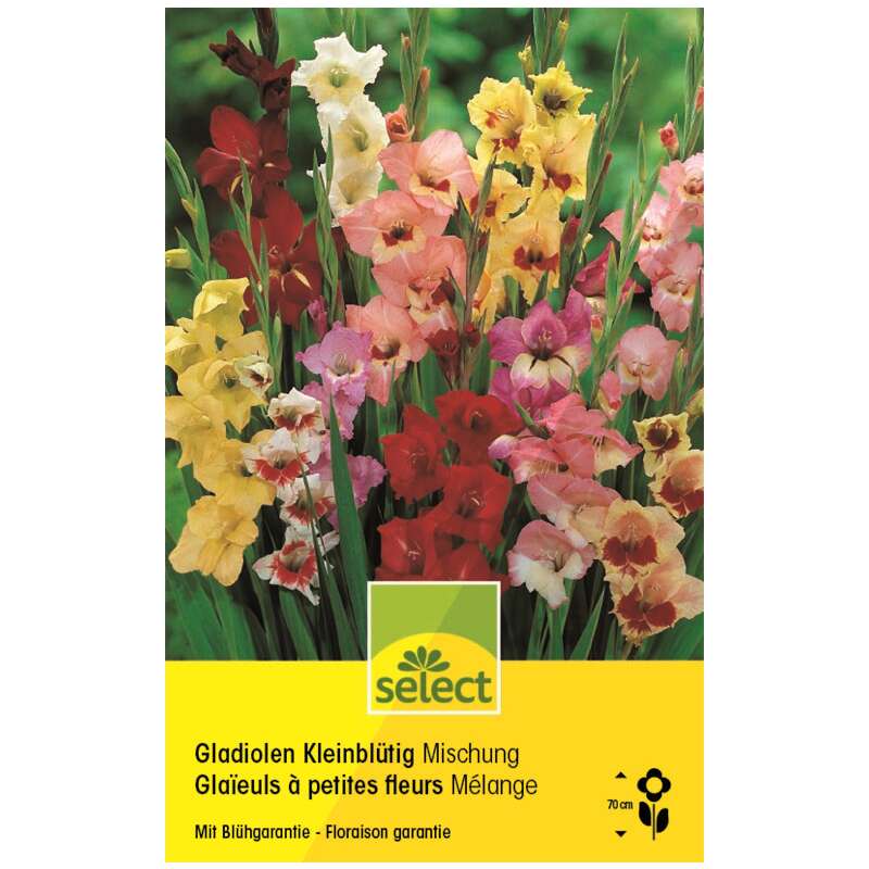 Kleinblütige-Gladiolen Mischung - Gladiolus - 10 Knollen