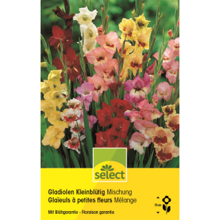 Kleinblütige-Gladiolen Mischung - Gladiolus - 10...