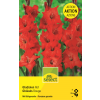 Gladiolen Rot - Gladiolus - 25 Knollen