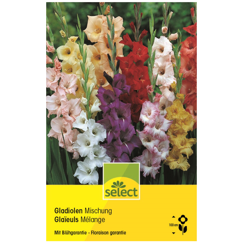 Gladiolen Mischung - Gladiolus - 25 Knollen