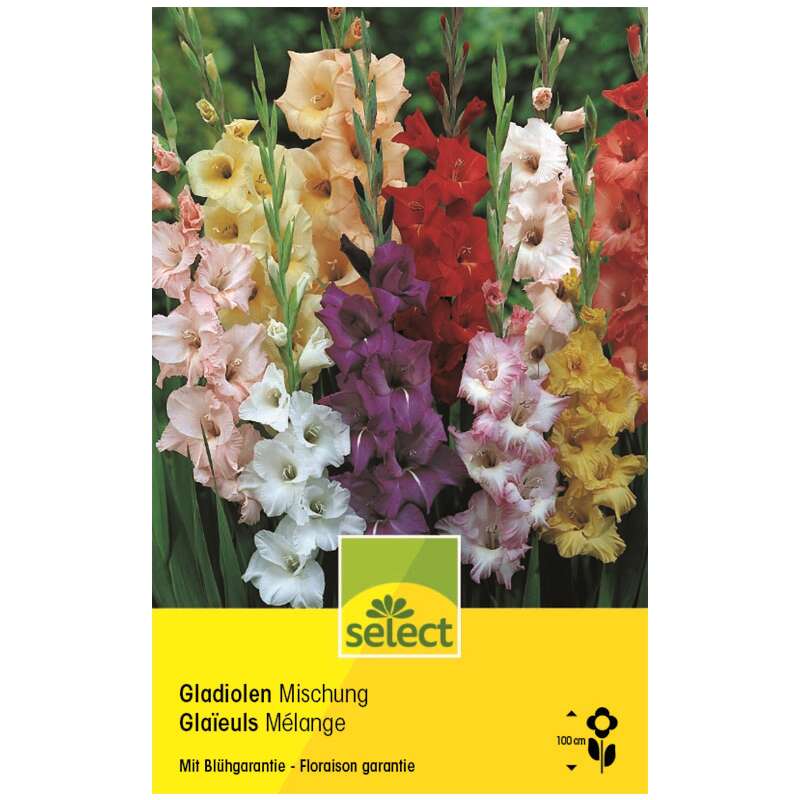 Gladiolen Mischung - Gladiolus - 50 Knollen