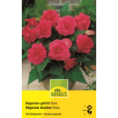 Gefüllte Begonie Rosa - Begonia tuberhybrida - 3...