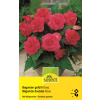 Gefüllte Begonie Rosa - Begonia tuberhybrida - 3 Knollen