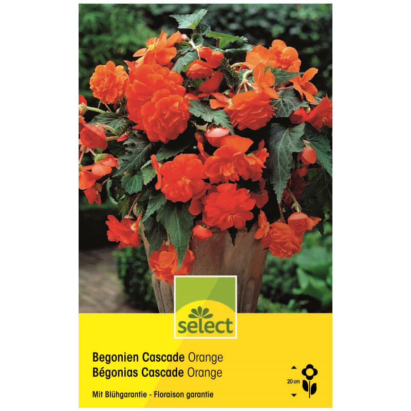 Begonie Cascade Orange - Begonia pendula - 3 Knollen