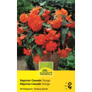 Begonie Cascade Orange - Begonia pendula - 3 Knollen