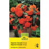 Begonie Cascade Orange - Begonia pendula - 3 Knollen