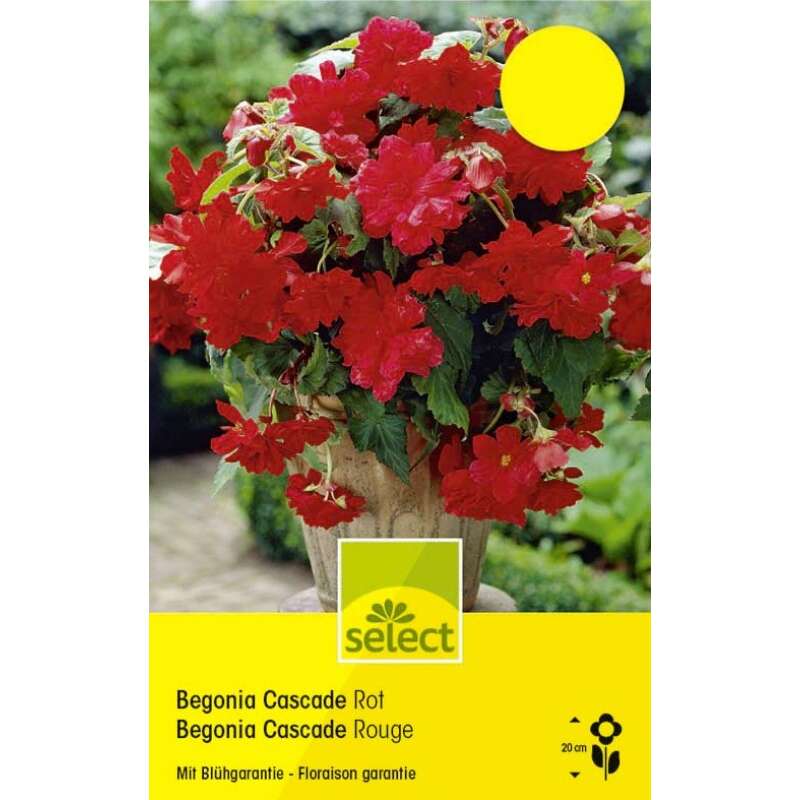 Begonie Cascade Rot - Begonia pendula - 3 Knollen