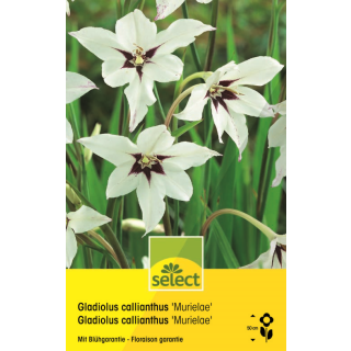 Sterngladiolen -  Murielae - Gladiolus callianthus - 15 Knollen
