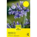 Schmucklilie - Blau - Agapanthus aficanus - 1 Zwiebel