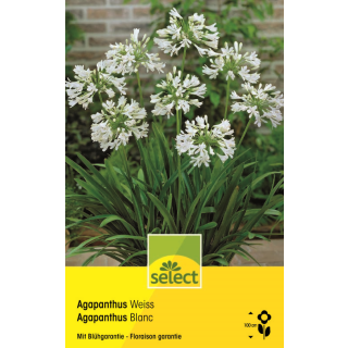 Schmucklilie - Weiss - Agapanthus aficanus - 1 Zwiebel