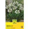 Schmucklilie - Weiss - Agapanthus aficanus - 1 Zwiebel