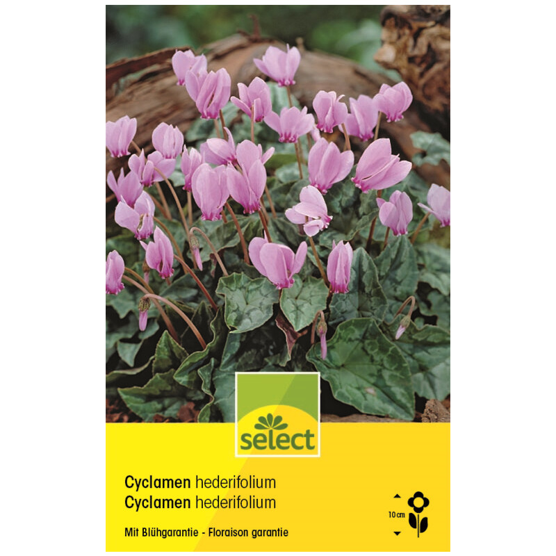 Alpenveilchen - Cyclamen hederifolium - 2 Zwiebeln