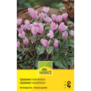 Alpenveilchen - Cyclamen hederifolium - 2 Zwiebeln