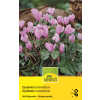 Alpenveilchen - Cyclamen hederifolium - 2 Zwiebeln
