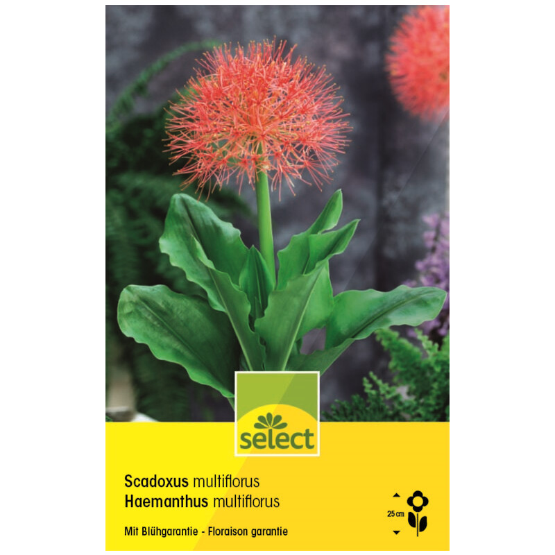 Feuerballlilie - Haemanthus - Scadoxus Multiflorus - 1 Zwiebel