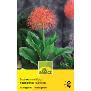 Feuerballlilie - Haemanthus - Scadoxus Multiflorus - 1 Zwiebel