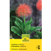Feuerballlilie - Haemanthus - Scadoxus Multiflorus - 1 Zwiebel