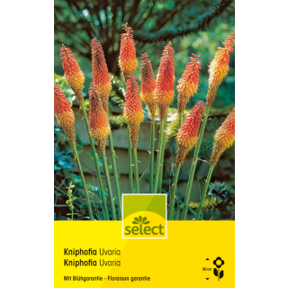 Fackellilie - Kniphofia uvaria - 1 Zwiebel