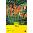 Fackellilie - Kniphofia uvaria - 1 Zwiebel