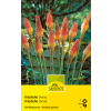 Fackellilie - Kniphofia uvaria - 1 Zwiebel