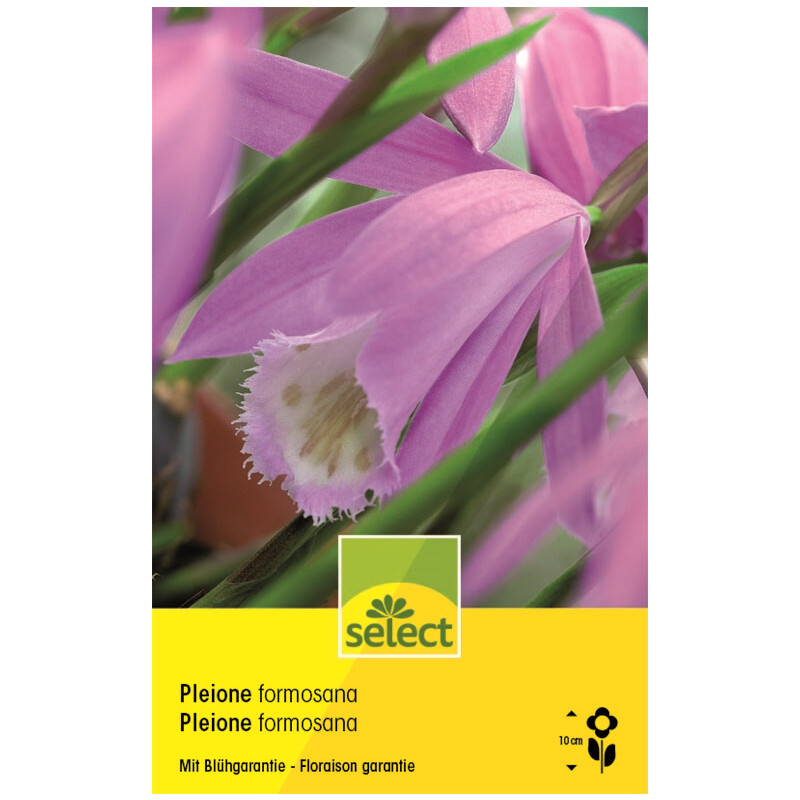 Gartenorchidee - Pleione Formosana - Bletilla striata - 1 Zwiebel