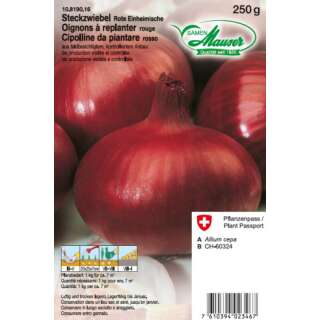 Rote Einheimische - Allium cepa - Steckzwiebeln