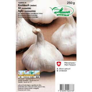 Knoblauch - Allium sativum - Steckzwiebeln 250 g